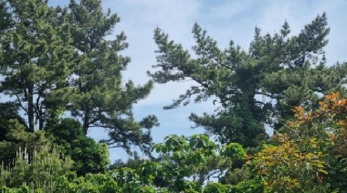 제주특별자치도 서귀포시 성산읍 고성리 1714-3 전 경매 사진 15