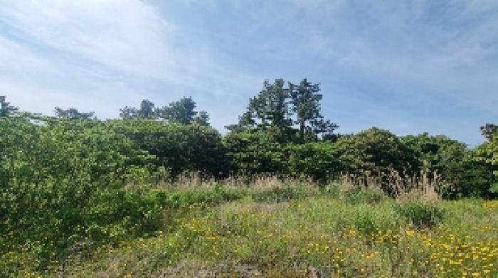 제주특별자치도 서귀포시 성산읍 고성리 1714-3 전 경매 사진 16