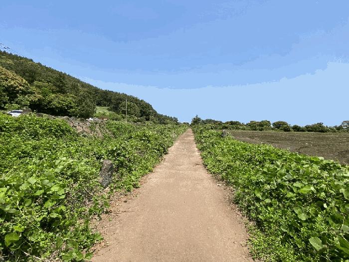 제주특별자치도 서귀포시 성산읍 고성리 1714-3 전 경매 사진 2