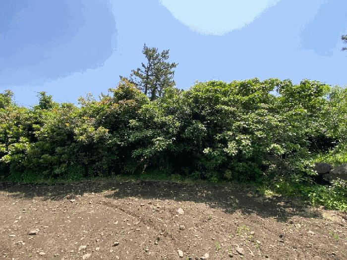 제주특별자치도 서귀포시 성산읍 고성리 1714-3 전 경매 사진 8