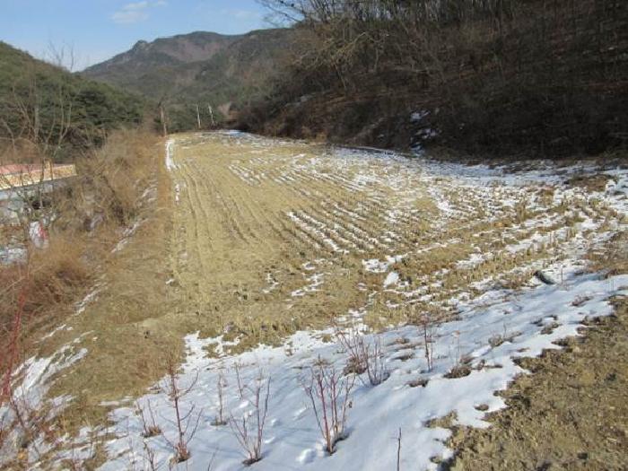 경상북도 상주시 내서면 서만리 403 답 경매 사진 24
