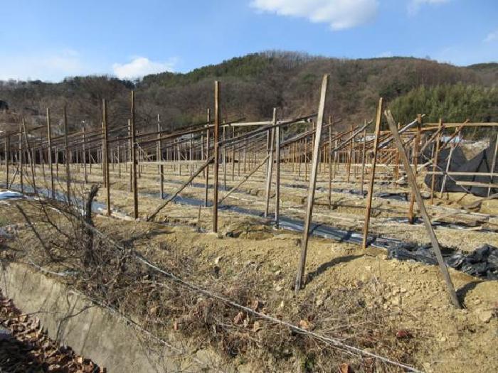 경상북도 상주시 내서면 서만리 403 답 경매 사진 29