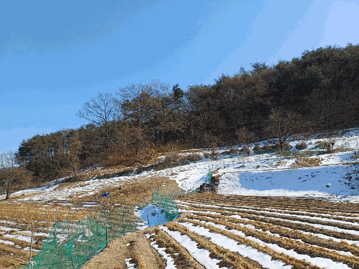 경상북도 상주시 내서면 서만리 403 답 경매 사진 3