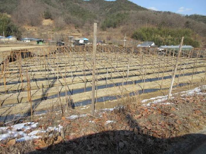 경상북도 상주시 내서면 서만리 403 답 경매 사진 30