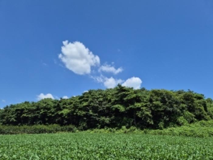 전라남도 장성군 황룡면 옥정리 87 대지 경매 사진 57