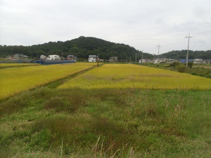 전남 담양군 답
