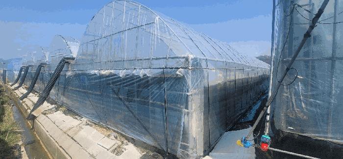 경상북도 김천시 대항면 대룡리 441 답 경매 사진 4
