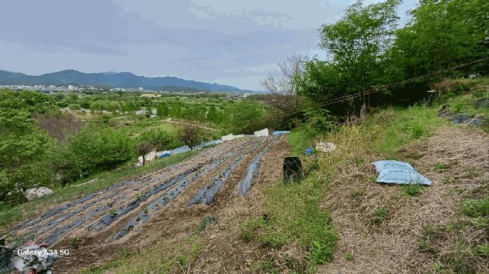 대구광역시 북구 복현동 산13 임야 경매 사진 2