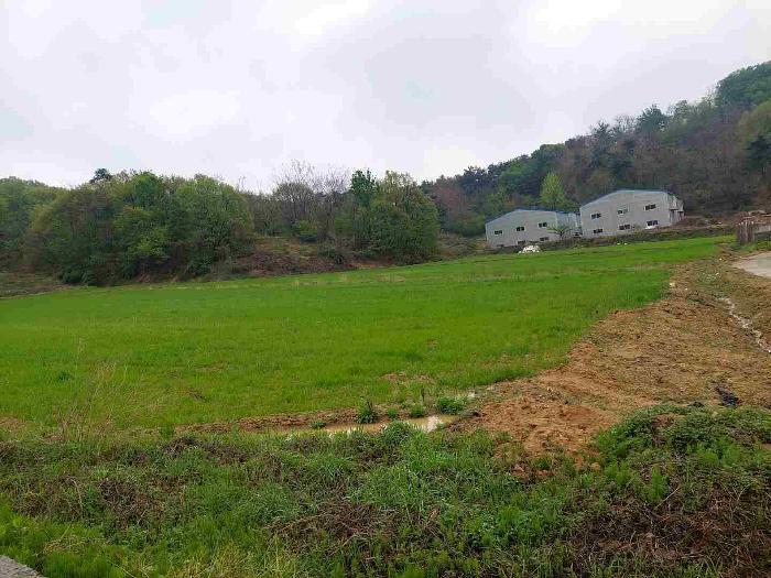 충청남도 아산시 영인면 신봉리 61 답 경매 사진 56