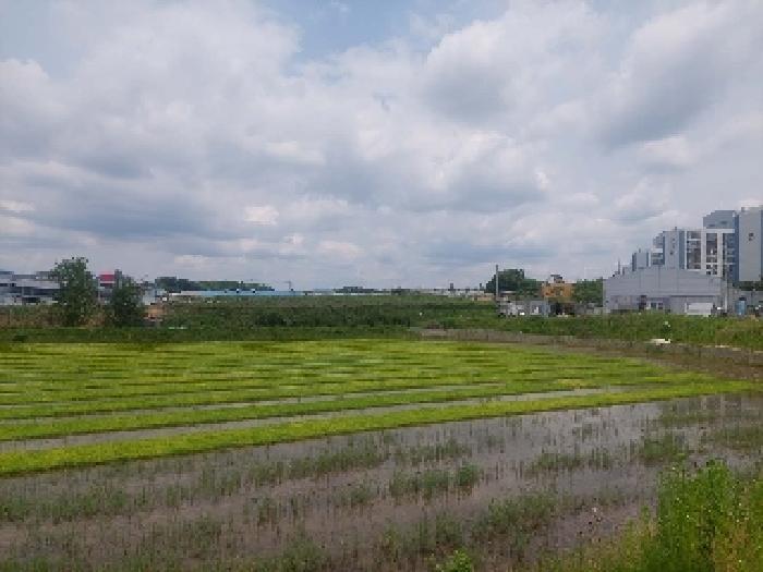 충청남도 천안시 성거읍 문덕리 231-2 답 경매 사진 10