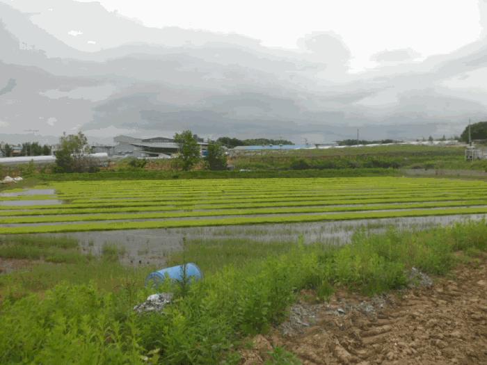 충청남도 천안시 성거읍 문덕리 231-2 답 경매 사진 2