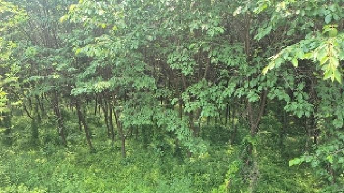 충청남도 천안시 동남구 병천면 매성리 151-3 전 경매 사진 16