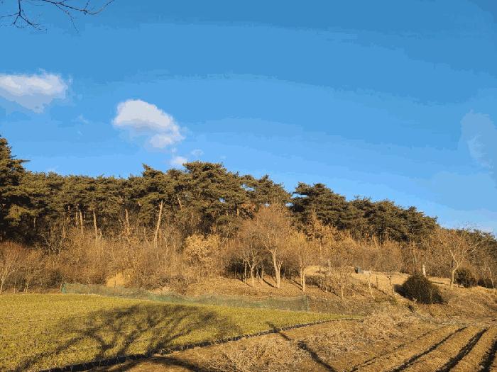 충청남도 서산시 음암면 부산리 520 전 경매 사진 2