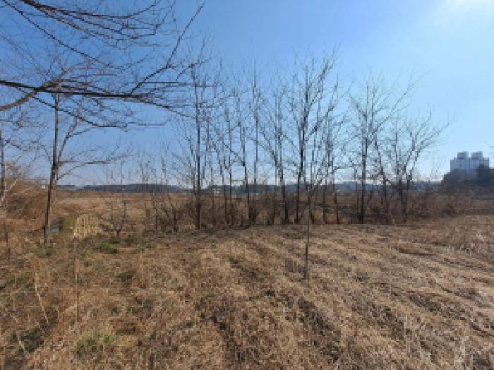 충청남도 당진시 송악읍 중흥리 421 답 경매 사진 14