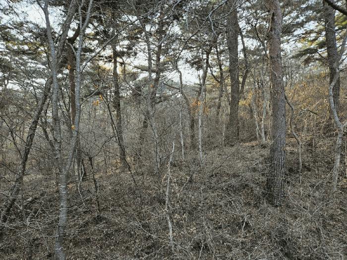 충청남도 태안군 원북면 장대리 560-3 임야 경매 사진 3