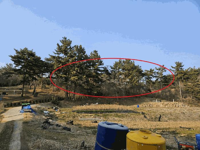 충청남도 태안군 원북면 장대리 560-3 임야 경매 사진 5