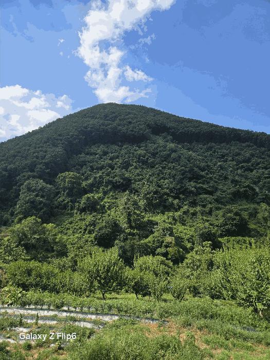 경상남도 의령군 의령읍 하리 산149 임야 경매 사진 3