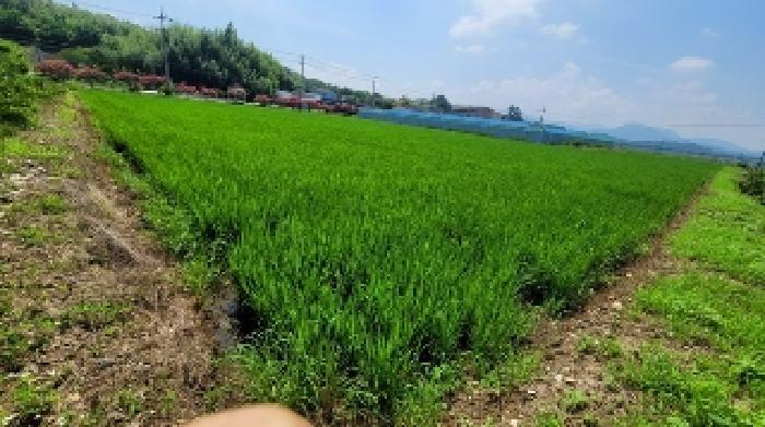 경상남도 함안군 군북면 장지리 1370-1 답 경매 사진 19