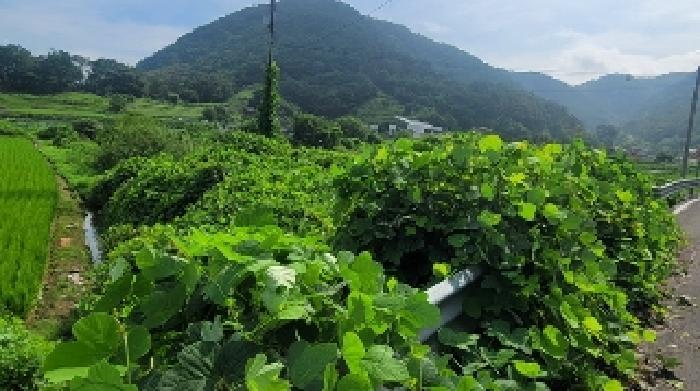 경상남도 함안군 대산면 장암리 864-1 답 경매 사진 6