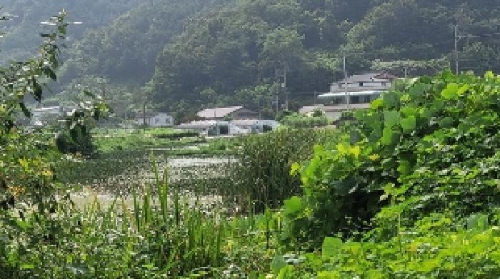 경상남도 함안군 대산면 장암리 864-1 답 경매 사진 7