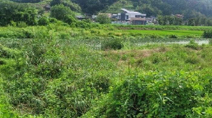 경상남도 함안군 대산면 장암리 864-1 답 경매 사진 8