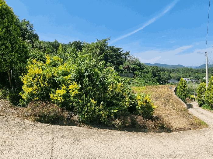 전라남도 장성군 황룡면 아곡리 495-4 전 경매 사진 16