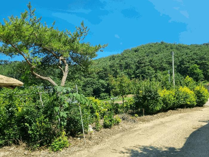전라남도 장성군 황룡면 아곡리 495-4 전 경매 사진 21