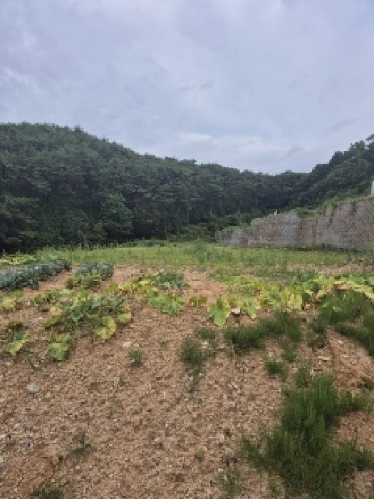 전라남도 장성군 황룡면 아곡리 495-4 전 경매 사진 48
