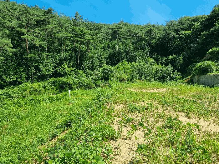 전라남도 장성군 황룡면 아곡리 495-4 전 경매 사진 8