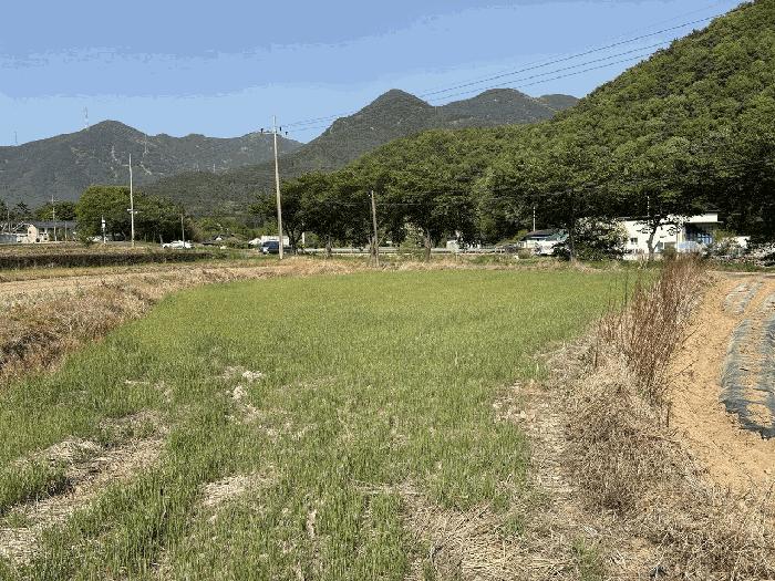 대구광역시 달성군 유가읍 가태리 445-2 대지 경매 사진 2