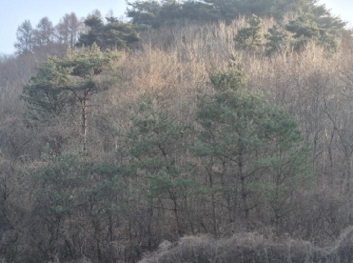 경상북도 영양군 영양읍 화천리 산151 임야 경매 사진 5