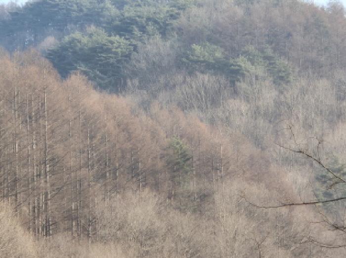 경상북도 영양군 입암면 대천리 산113 임야 경매 사진 4