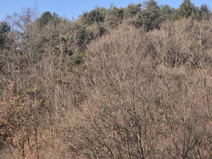경상북도 영양군 입암면 대천리 산113 임야 경매 사진 6