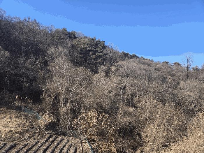 경상북도 영양군 청기면 토곡리 411-1 전 경매 사진 5