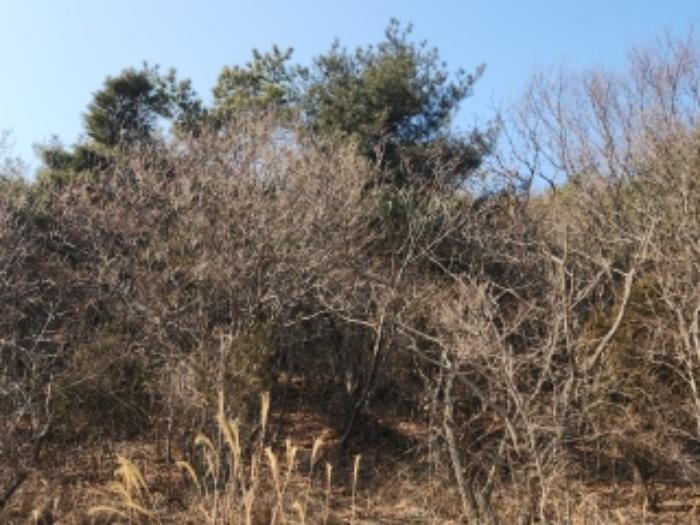 인천광역시 중구 무의동 산267-3 임야 경매 사진 5