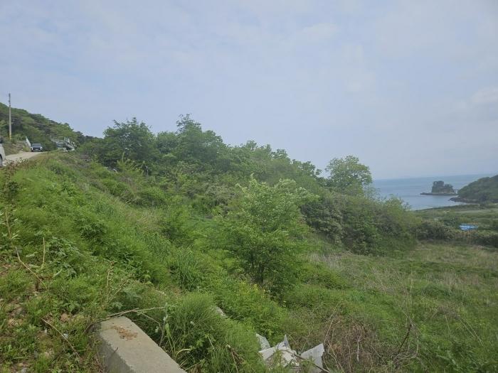 인천광역시 옹진군 자월면 자월리 산175-9 임야 경매 사진 6