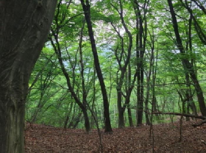 경기도 광주시 남한산성면 엄미리 산99-1 임야 경매 사진 11