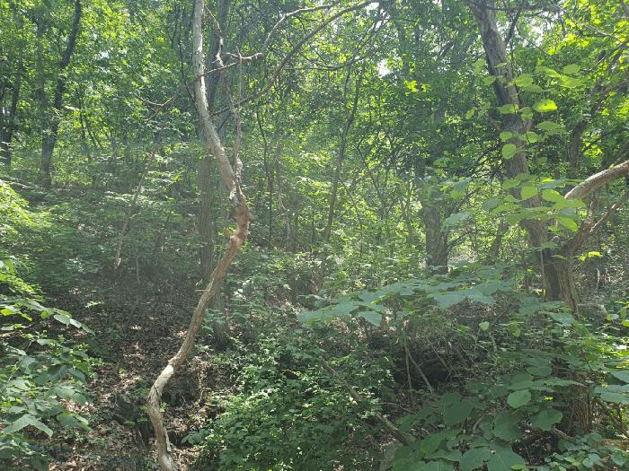경기도 광주시 남한산성면 엄미리 산99-1 임야 경매 사진 4