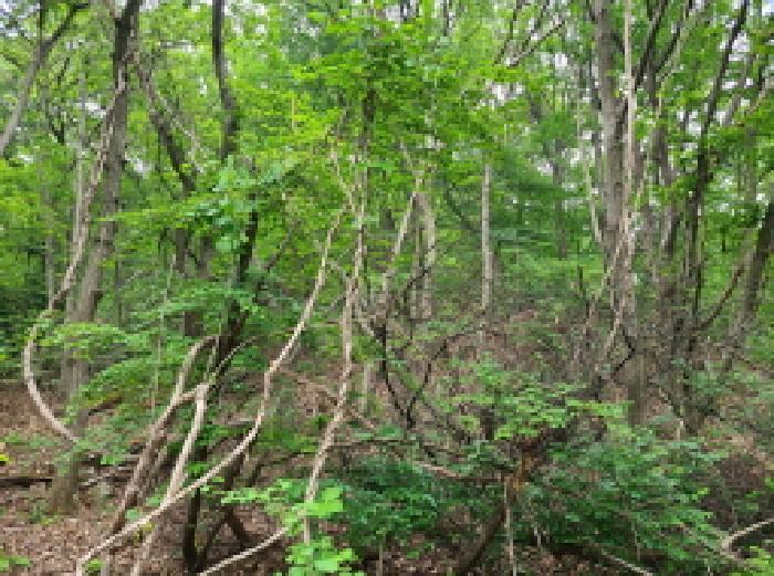 경기도 광주시 남한산성면 엄미리 산99-1 임야 경매 사진 5