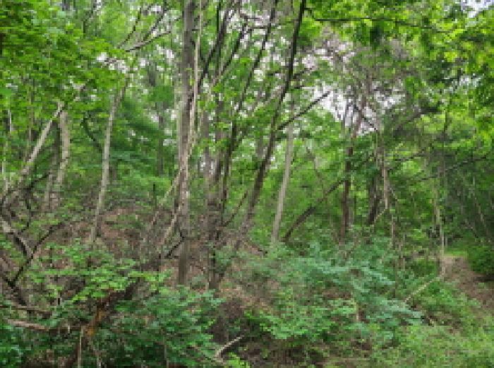경기도 광주시 남한산성면 엄미리 산99-1 임야 경매 사진 6