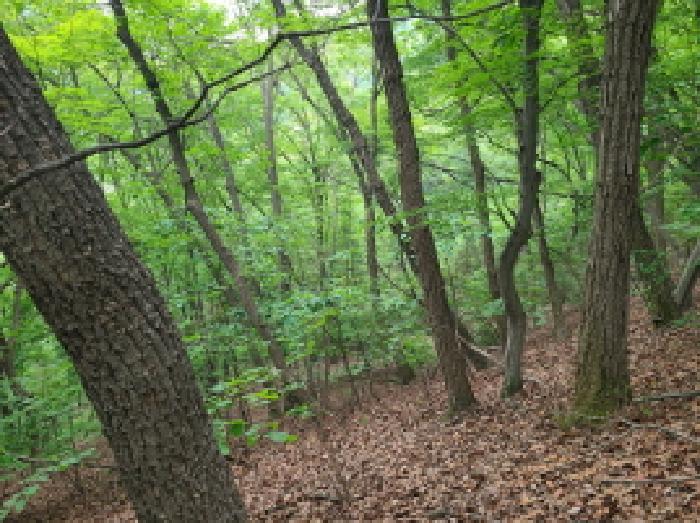경기도 광주시 남한산성면 엄미리 산99-1 임야 경매 사진 8
