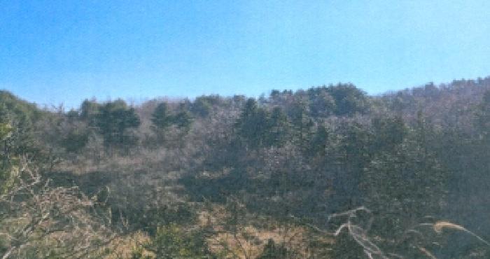 강원특별자치도 강릉시 구정면 어단리 944-44 임야 경매 사진 9