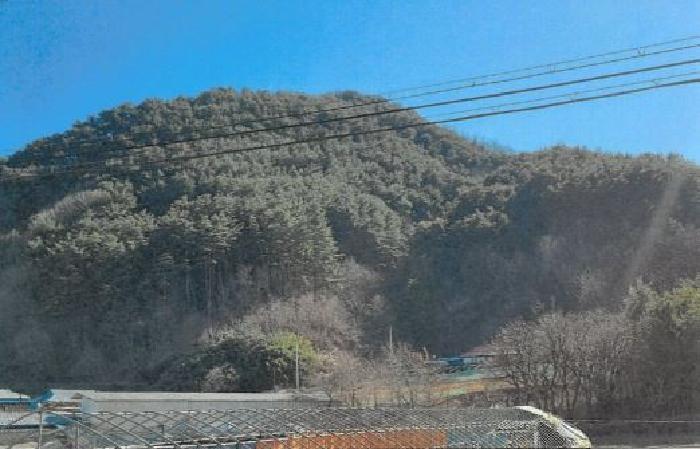 강원특별자치도 삼척시 적노동 산26 임야 경매 사진 3