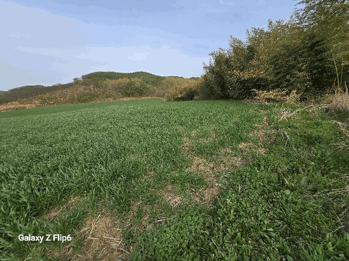 충청남도 논산시 양촌면 반암리 산61 임야 경매 사진 2