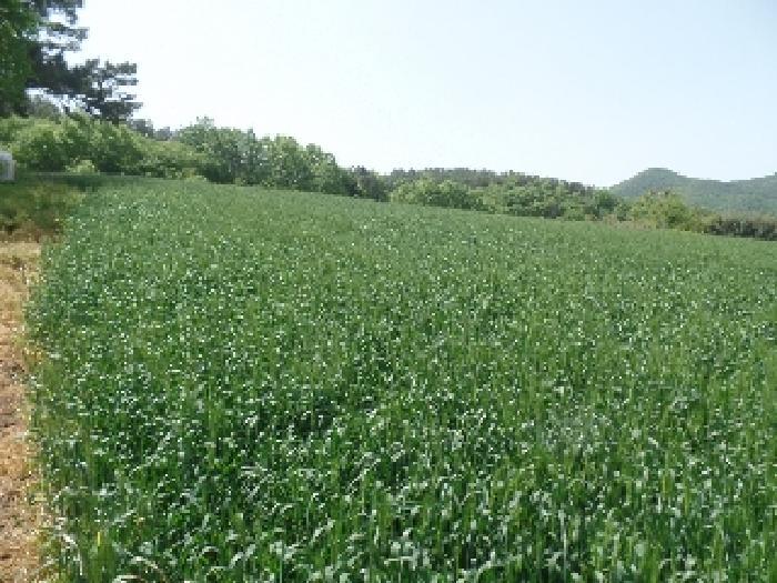 충청남도 논산시 양촌면 반암리 산61 임야 경매 사진 9