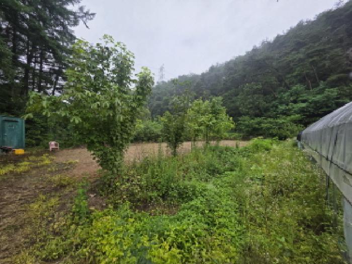 충청북도 제천시 봉양읍 장평리 304 답 경매 사진 12
