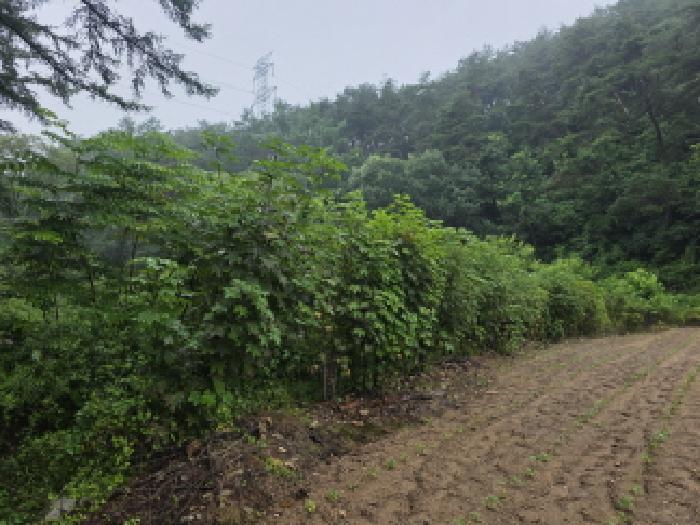 충청북도 제천시 봉양읍 장평리 304 답 경매 사진 13