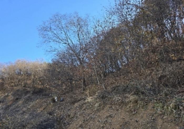 충청북도 충주시 호암동 산15-3 임야 경매 사진 26