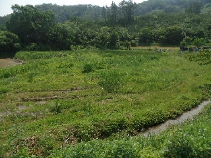 충청남도 논산시 벌곡면 조동리 78 전 경매 사진 9