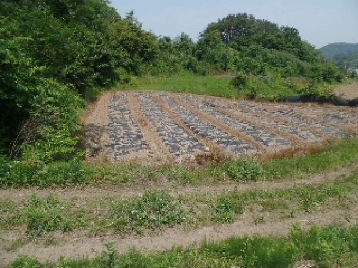 충청남도 논산시 벌곡면 조동리 89 답 경매 사진 7